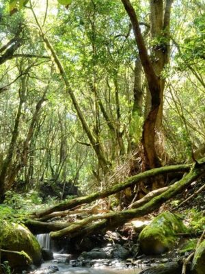 garajonal-nemzeti-park-babererdo-la-gomera-1000x600-min