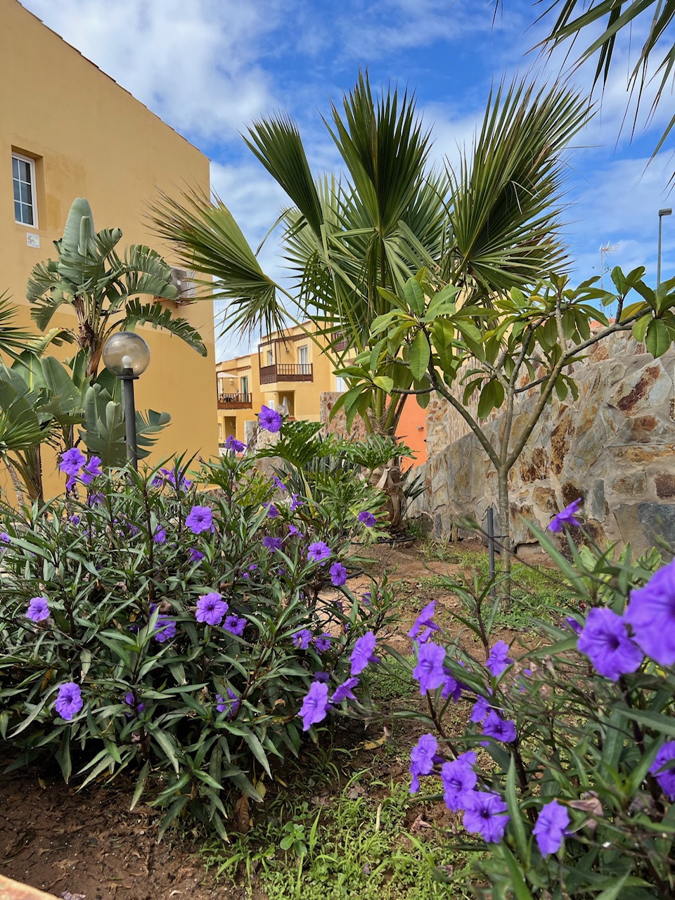 Aloha-Gran-Canaria-kert