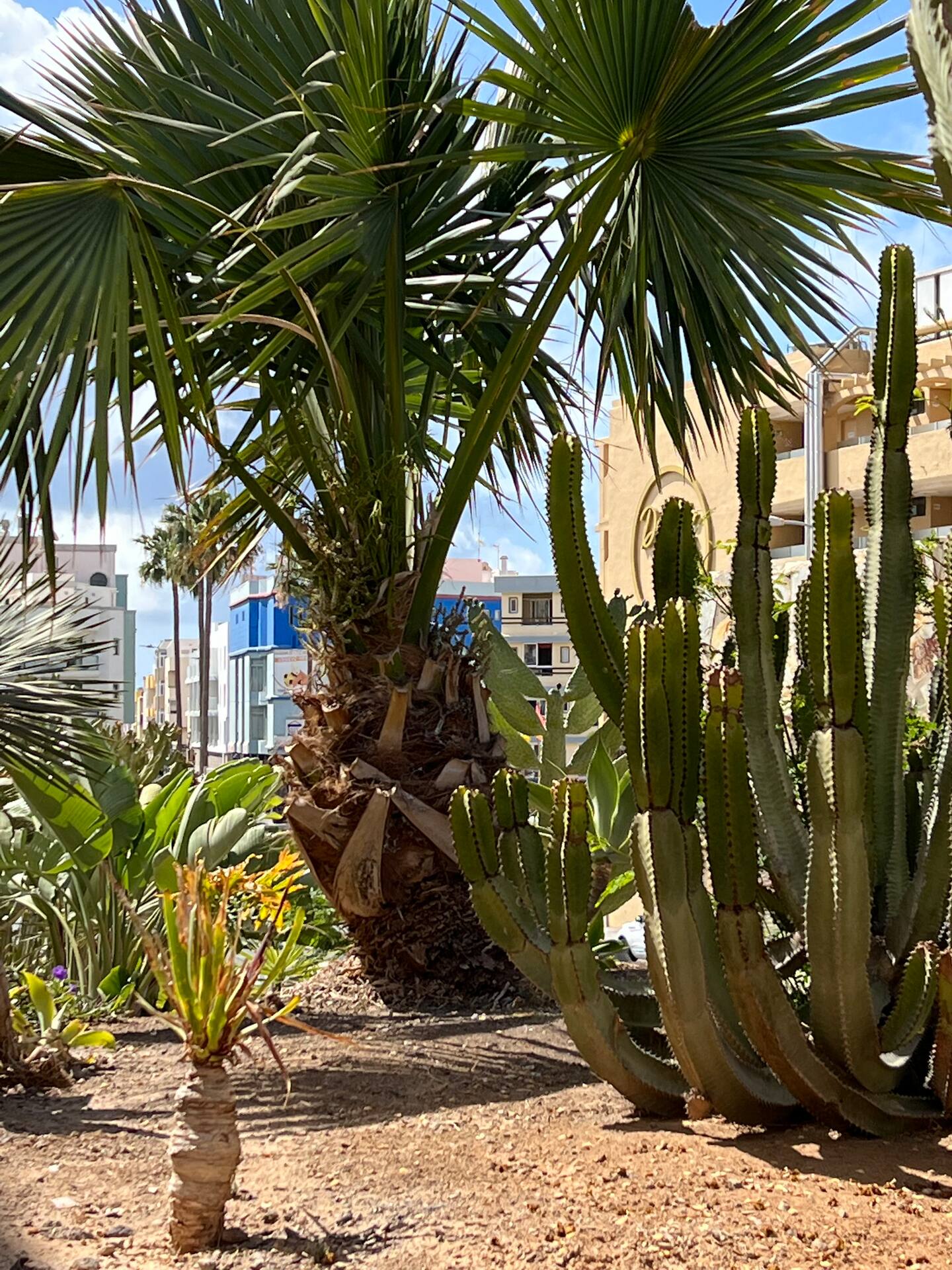 Aloha-Gran Canaria-kert