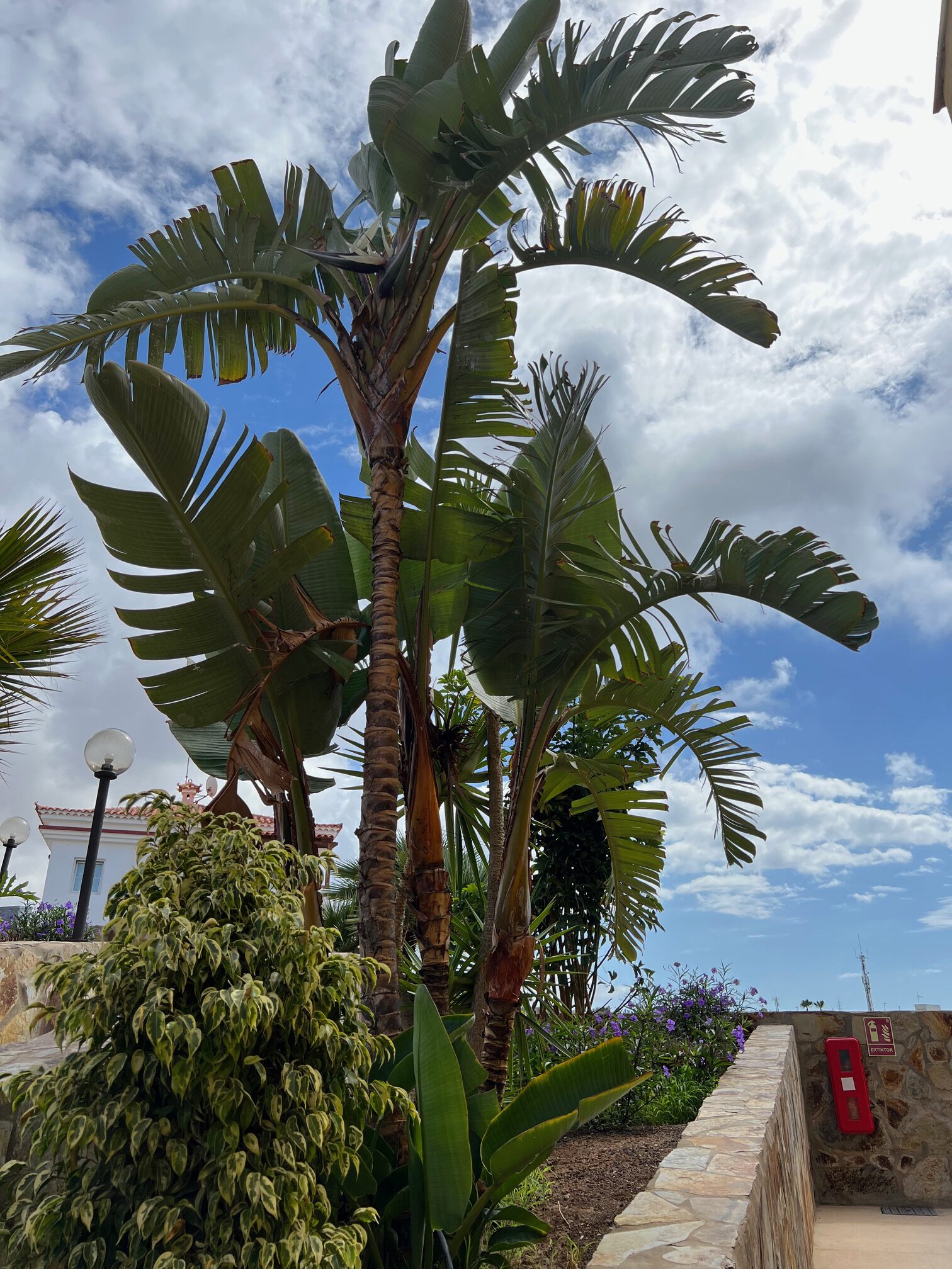 Aloha-Gran-Canaria-kert2