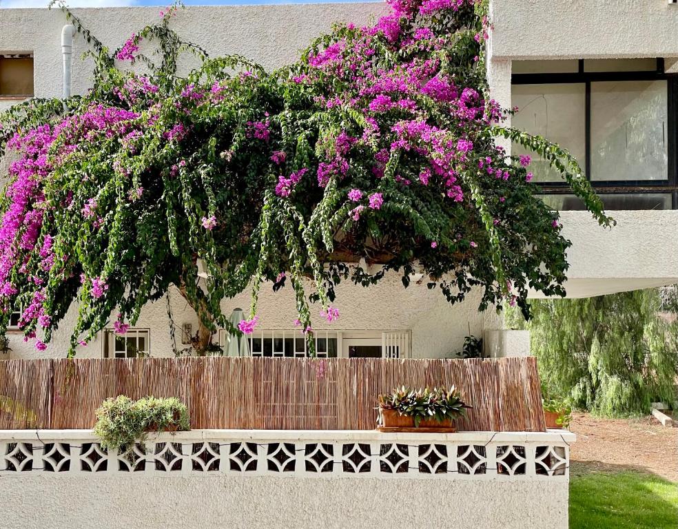 Casa Zoltan Tenerife -epulet